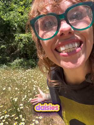 Let’s dive into the daisies because they deserve our affection! #whichbetty #daisies #botony #plants #foragersoftiktok