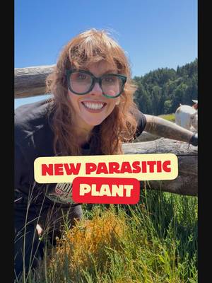 I found a new to me parasitic plant called a Dodder. I don’t know specifically which species of dodder it is but I suspect it’s Cuscuta salina . This one is just for the plant nerds. I hope you enjoy! #whichbetty #botany #plantnerds #learnaboutplants #foraging