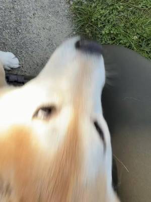 Not quite my tempo Whiplashlo