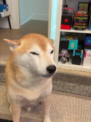 Vibing Shiba