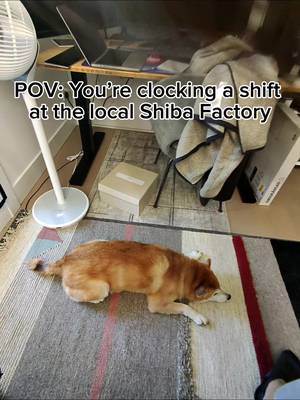 Shiba fur harvest