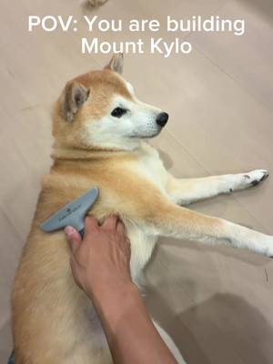 Shiba shedding 2026