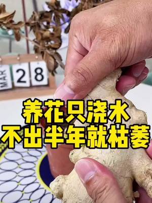 #养花小妙招