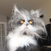 @atchoumthecat TikTok profile avatar