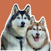 @gudan_ohusky TikTok profile avatar