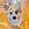 @hudsonthefluffyco TikTok profile avatar