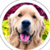 @lifeofsterlingnewton TikTok profile avatar
