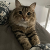 @lunaistabby TikTok profile avatar