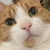 @maplegingerboi TikTok profile avatar