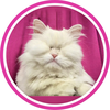 @moetblindcat TikTok profile avatar