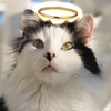 @theoreocat TikTok profile avatar