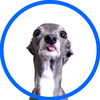 @tikatheiggy TikTok profile avatar