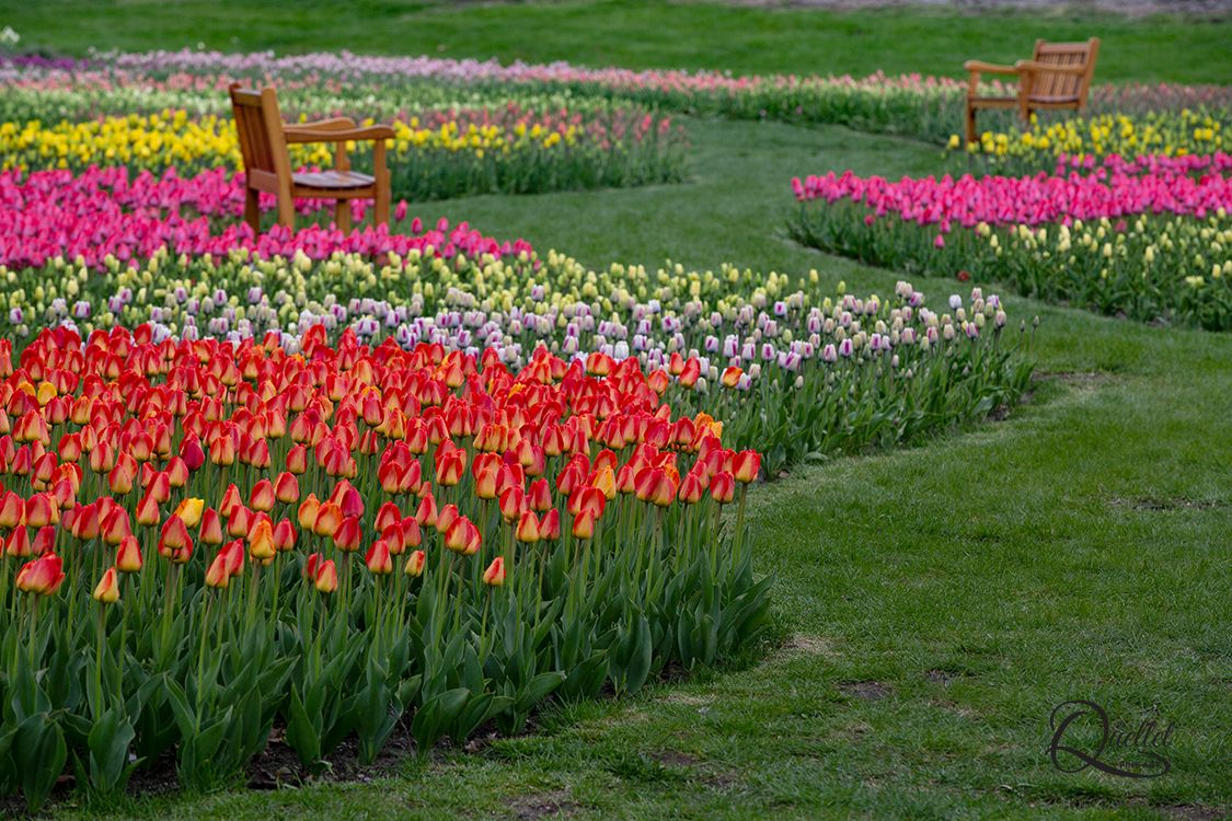 All About Tulips