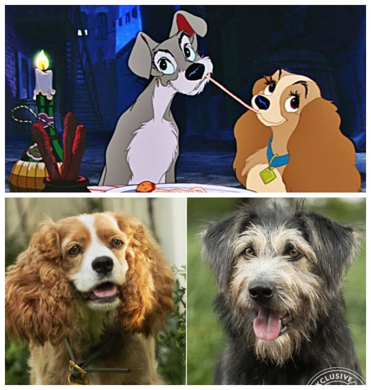 A Dama e o Vagabundo - Live-action da Disney divulga as primeiras imagens do remake