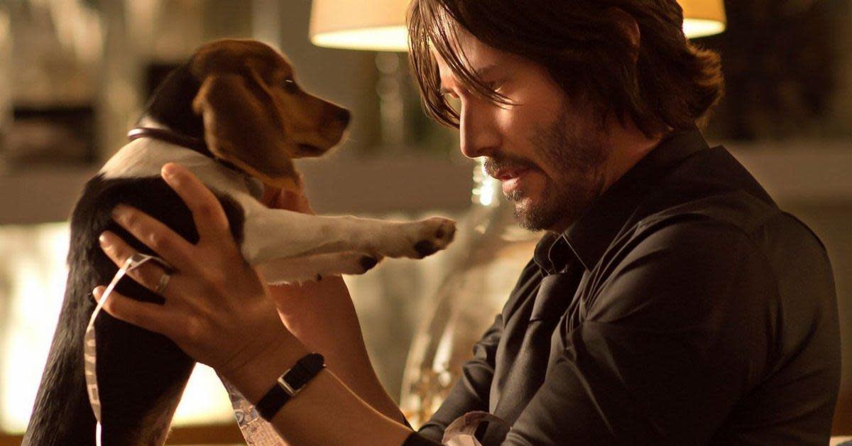 john-wick-com-cachorrinho