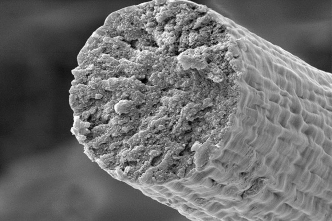 A biologia sintética permite que os micróbios construam fibras musculares que são mais resistentes do que o Kevlar