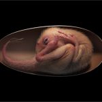 Um embrião de dinossauro foi encontrado em um ovo fóssil