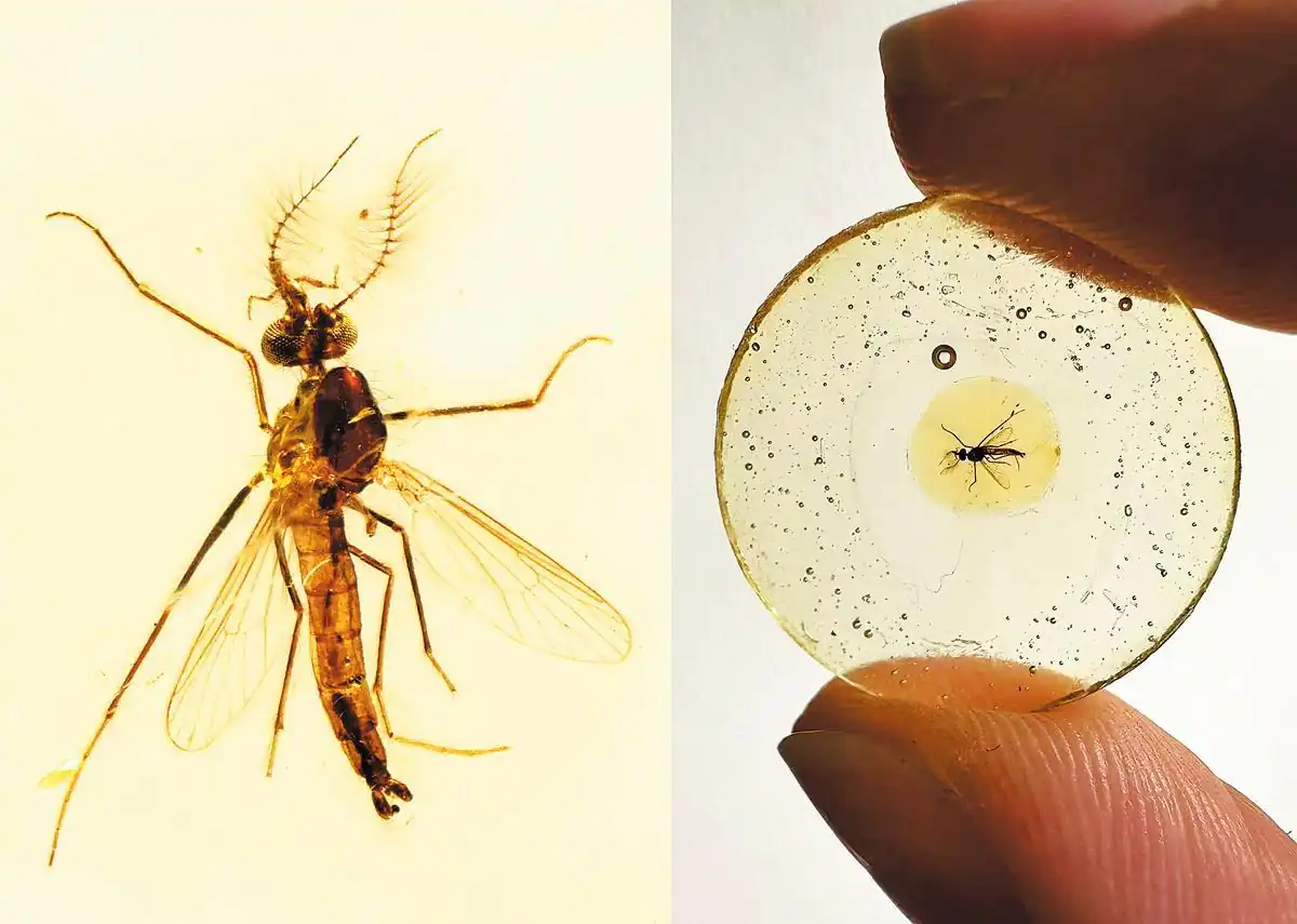 Estudo fóssil revela hábito alimentar único de mosquitos machos