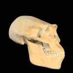 Quando o Homo sapiens apareceu pela primeira vez?