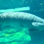 Descaso no Walt Disney World: Abandono de Peixes-Boi no The Seas Pavilion