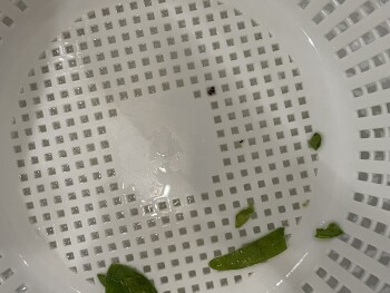 Consumer Food Safety Report ALDI, South Main Street, Weatherford, TX, USA I purchased a bag of “little salad bar” spinach on Sat... photo #2
