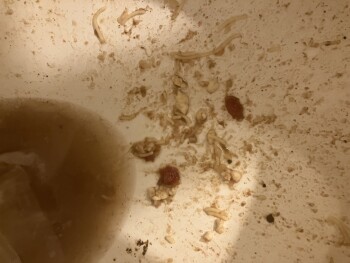 Consumer Review - Food Safety Healthy Choice Cafe Steamers, Walmart Supercenter, North Congress Avenue, Lake Park, FL 33404, USA I... photo #3