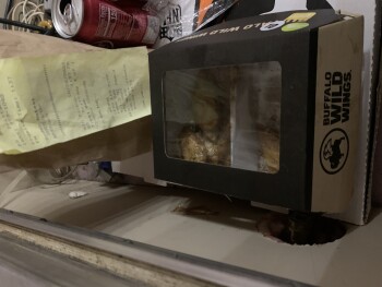 تقرير سلامة الغذاء للمستهلك Buffalo Wild Wings, Tinker Diagonal Street, Del City, OK, USA I was given raw chicken. Buffalo Wild... صورة فوتوغرافية #2