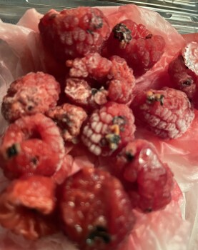 消费者评论 - 食品安全 Publix Super Market at Addison Centre, Jog Road, Delray Beach, FL, USA This is the second time that... 照片 #6