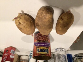 Consumer Review - Food Safety Walmart Supercentre, Grandview Highway, Vancouver, BC, Canada Today lunchtime Baked potato with cann... photo #1