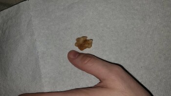 Consumer Food Safety Report Wegmans, Latta Road, Rochester, NY, USA I recently purchased a bag of Black Forest Organic Gummy Bea... photo #3