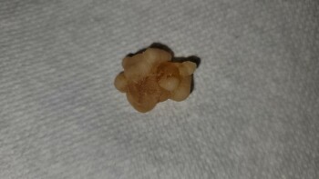 Consumer Food Safety Report Wegmans, Latta Road, Rochester, NY, USA I recently purchased a bag of Black Forest Organic Gummy Bea... photo #4