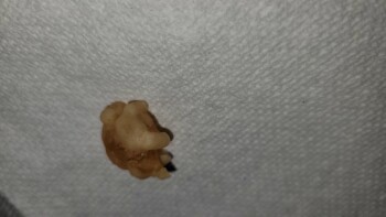 Consumer Food Safety Report Wegmans, Latta Road, Rochester, NY, USA I recently purchased a bag of Black Forest Organic Gummy Bea... photo #5