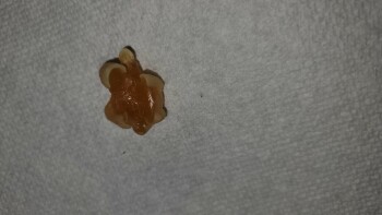 Consumer Food Safety Report Wegmans, Latta Road, Rochester, NY, USA I recently purchased a bag of Black Forest Organic Gummy Bea... photo #6