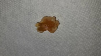 Consumer Food Safety Report Wegmans, Latta Road, Rochester, NY, USA I recently purchased a bag of Black Forest Organic Gummy Bea... photo #9