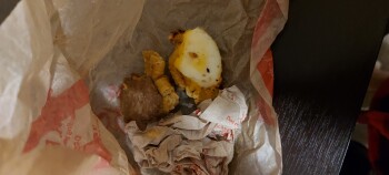 Consumer Review - Food Safety Tim Hortons, Finch Avenue East, Scarborough, ON, Canada I ate a breakfast sandwich this morning from... photo #2