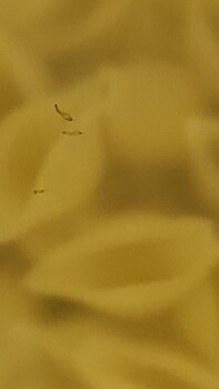 Consumer Food Safety Report Barilla Pasta, Walmart Supercenter, West State Street, Alliance, Ohio, USA We bought Barilla noodles... photo #4