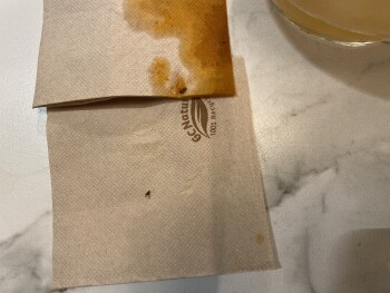 Consumer Review - Food Safety Topa Sukaldería, Agirre Miramon Kalea, Donostia-San Sebastian, Spain Bugs in our beer pitcher, glass... photo #2