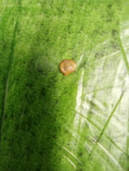 消费者食品安全报告 McDonald's, Grand Central Avenue, Vienna, WV, USA I found a fungi in my food. 照片 #2