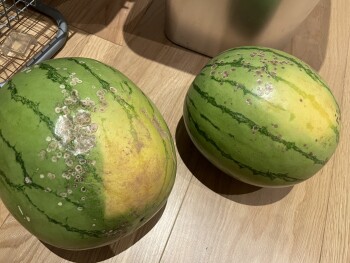 Consumer Food Safety Report Tesco Extra, Meadow Place Road, Corstorphine, Edinburgh, UK I ordered watermelons from online Tesco.... photo #1