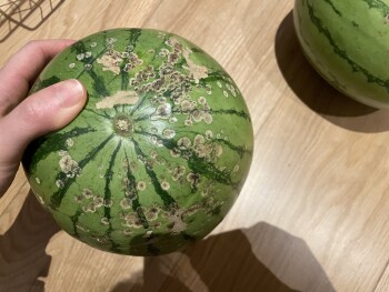 Consumer Food Safety Report Tesco Extra, Meadow Place Road, Corstorphine, Edinburgh, UK I ordered watermelons from online Tesco.... photo #2