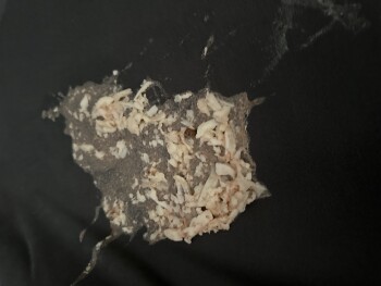 Consumer Review - Food Safety McDonald's, South Northshore Drive, Knoxville, TN, USA Half our family ate chicken.  Half ate beef.... photo #2