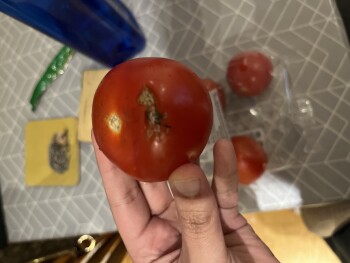 Consumer Review - Food Safety Tomatoes, Sainsbury's, Sidney Street, Cambridge, UK Today Tomatoes from Saintsbury I got tomatoes 2... photo #1