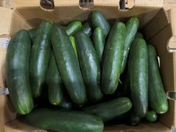 Food Recall Fresh Start Produce Sales Whole Cucumbers - recalled due to Salmonella Fresh Start Produce Sales Inc... photo #3