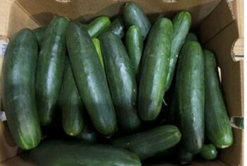 الفاشية Multistate Outbreak of Salmonella Africana Infections linked to Cucumbers Update: August 22, 2024

T... صورة فوتوغرافية #2