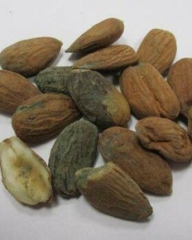Food Recall Albert almonds natural MAXI PACKAGING recalled due to Green Mold Albert Česká republika, s.r.o., has... photo #5