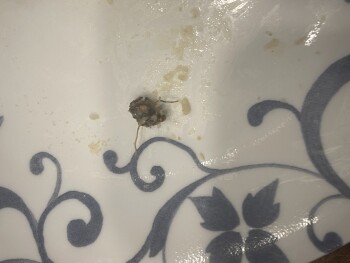 Consumer Review - Food Safety Marie Callender’s, BJ's Wholesale Club, Green Acres Road South, Valley Stream, NY, USA While eating... photo #2