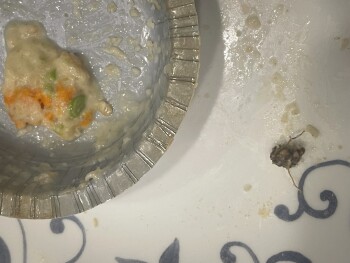Consumer Review - Food Safety Marie Callender’s, BJ's Wholesale Club, Green Acres Road South, Valley Stream, NY, USA While eating... photo #1