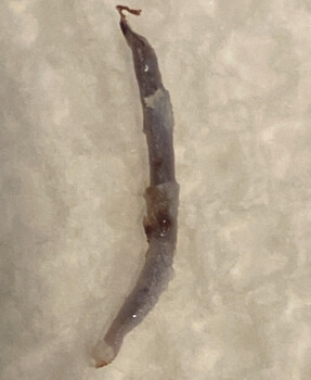 Verbraucherbewertung – Lebensmittelsicherheit Costco Wholesale, Orange Avenue, Altamonte Springs, FL, USA I found something that looks like a worm... Foto #2