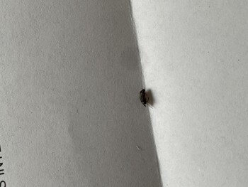 Consumer Food Safety Report Costco Wholesale, Veterans Boulevard, Liberty Township, OH, USA I found a small black bug in my bag... photo #1