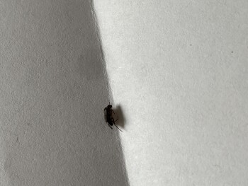 Consumer Food Safety Report Costco Wholesale, Veterans Boulevard, Liberty Township, OH, USA I found a small black bug in my bag... photo #2